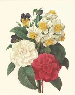 Camellias, Narcissus, and Pansies - Pierre Redoute