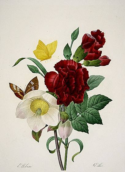 Carnation and Christmas Rose - Pierre Redoute