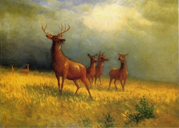 Deer in a Field - Albert Bierstadt