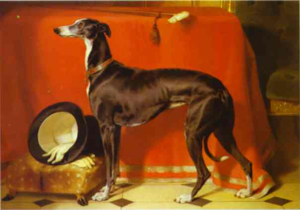 Eos, Favorite Greyhound of Prince Albert - Edwin Henry Landseer