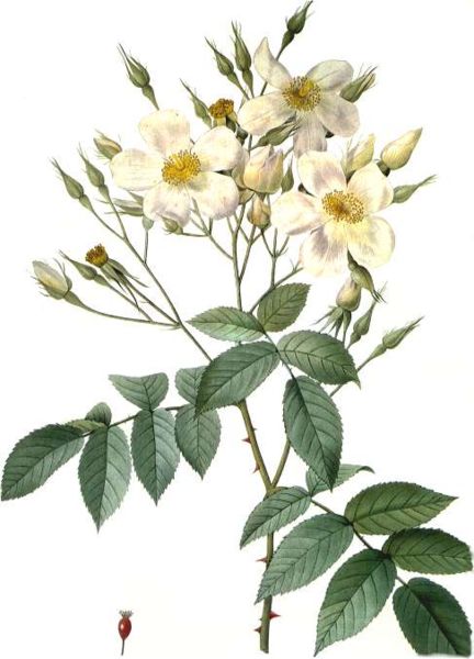 Rosa Moschata - Pierre Redoute