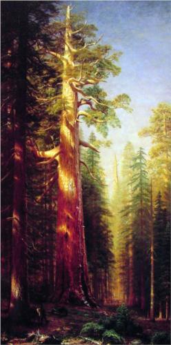 The Great Trees in Mariposa Grove, California - Albert Bierstadt