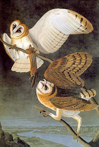 Barn Owl - John James Audubon