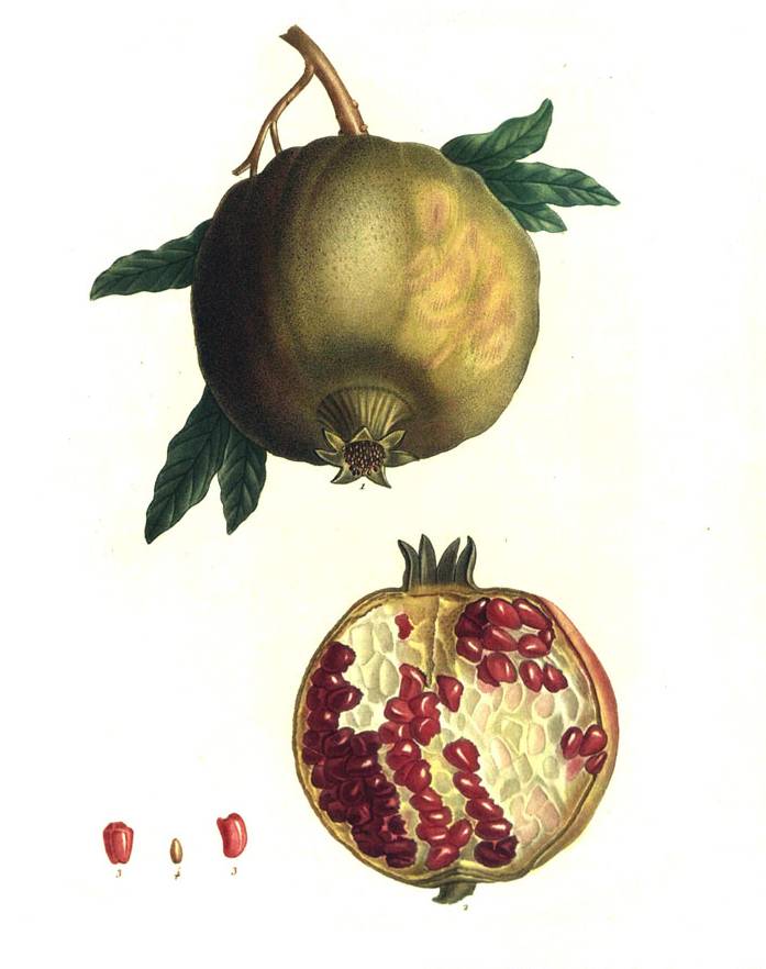 Pomegranate - Pierre Redoute