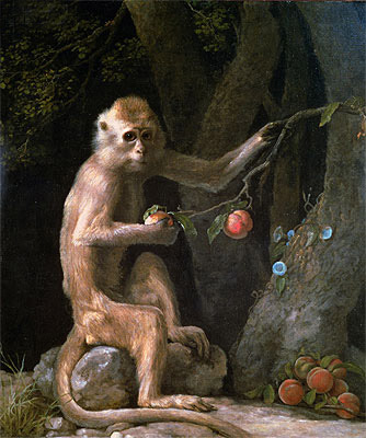 Portrait of a Monkey - George Stubbs