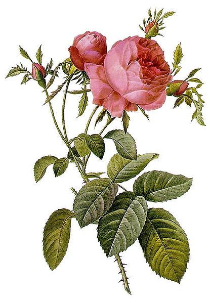 Rosa Centifolia - Pierre Redoute