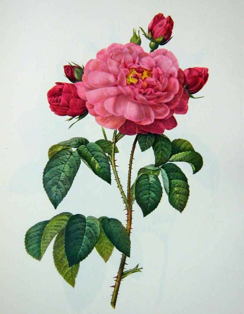 Rosa Gallica Aurelianensis - Pierre Redoute