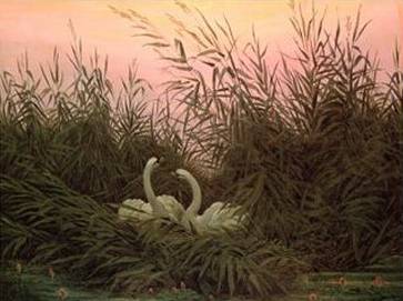 Swans in the Reeds - Caspar David Friedrich