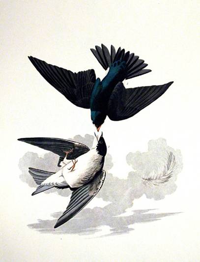 White-bellied Swallow - John James Audubon